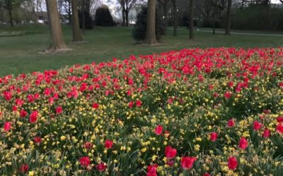 De keukenhof in tijden van Corona