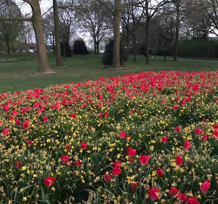 De keukenhof in tijden van Corona