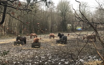 Boodschap van de paarden – Spiritueel leiderschap