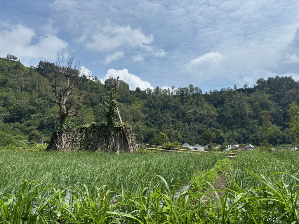 natuur Bali